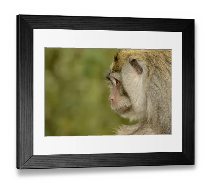 Framed Print : Crab-eating Macaque (Macaca fascicularis) adult, close-up of head, Bali, Lesser Sunda Islands, Indonesia, October Framed Print : Crab-eating Macaque (Macaca fascicularis) adult, close-up of head, Bali, Lesser Sunda Islands, Indonesia, October