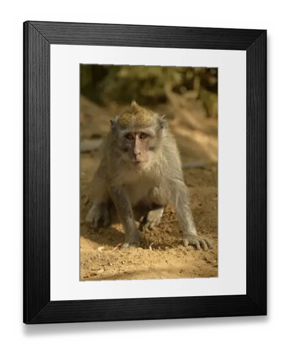 Framed Print : Crab-eating Macaque (Macaca fascicularis) adult, foraging on ground, Bali, Lesser Sunda Islands, Indonesia, October Framed Print : Crab-eating Macaque (Macaca fascicularis) adult, foraging on ground, Bali, Lesser Sunda Islands, Indonesia, October