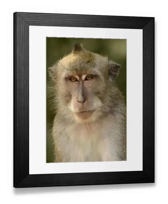 Framed Print : Crab-eating Macaque (Macaca fascicularis) adult, close-up of head, Bali, Lesser Sunda Islands, Indonesia, October Framed Print : Crab-eating Macaque (Macaca fascicularis) adult, close-up of head, Bali, Lesser Sunda Islands, Indonesia, October