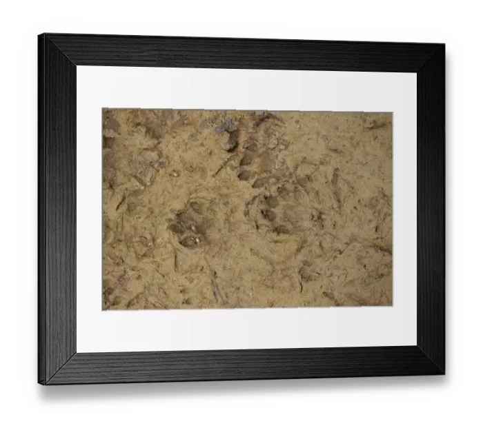 Framed Print : European Otter (Lutra lutra) footprints in mud, Suffolk, England, October Framed Print : European Otter (Lutra lutra) footprints in mud, Suffolk, England, October