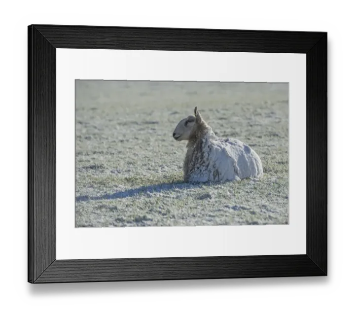 Framed Print : Domestic Sheep, Blue-faced Leicester, adult, covered in snow, resting on pasture, near Thornhill Framed Print : Domestic Sheep, Blue-faced Leicester, adult, covered in snow, resting on pasture, near Thornhill