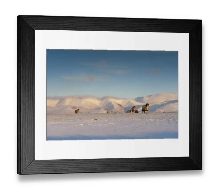 Framed Print : Domestic Sheep, Swaledale flock, standing on snow covered pasture in evening sunlight, Howgill Fells, Cumbria, England Framed Print : Domestic Sheep, Swaledale flock, standing on snow covered pasture in evening sunlight, Howgill Fells, Cumbria, England