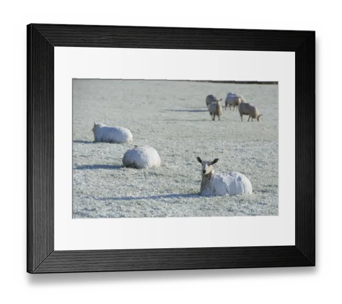 Framed Print : Domestic Sheep, Blue-faced Leicester, adults, covered in snow, resting on pasture, near Thornhill Framed Print : Domestic Sheep, Blue-faced Leicester, adults, covered in snow, resting on pasture, near Thornhill