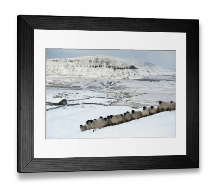 Framed Print : Domestic Sheep, Dalesbred flock, standing on snow covered moorland, near Pen-y-ghent, Yorkshire Dales N. P Framed Print : Domestic Sheep, Dalesbred flock, standing on snow covered moorland, near Pen-y-ghent, Yorkshire Dales N. P
