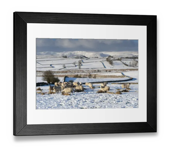 Framed Print : Domestic Sheep, mule flock, feeding on hay in snow covered field, with Shap Fells in distance, Cumbria, England Framed Print : Domestic Sheep, mule flock, feeding on hay in snow covered field, with Shap Fells in distance, Cumbria, England