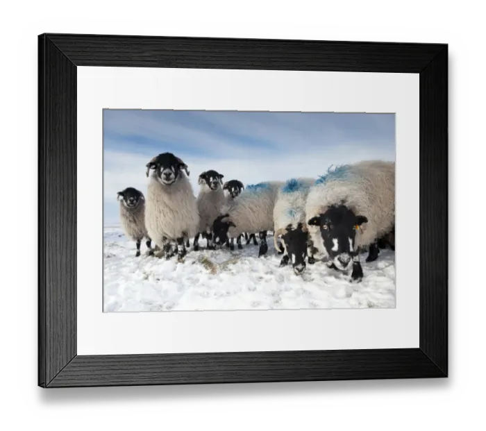 Framed Print : Domestic Sheep, Dalesbred flock, standing on snow covered moorland, near Pen-y-ghent, Yorkshire Dales N. P Framed Print : Domestic Sheep, Dalesbred flock, standing on snow covered moorland, near Pen-y-ghent, Yorkshire Dales N. P