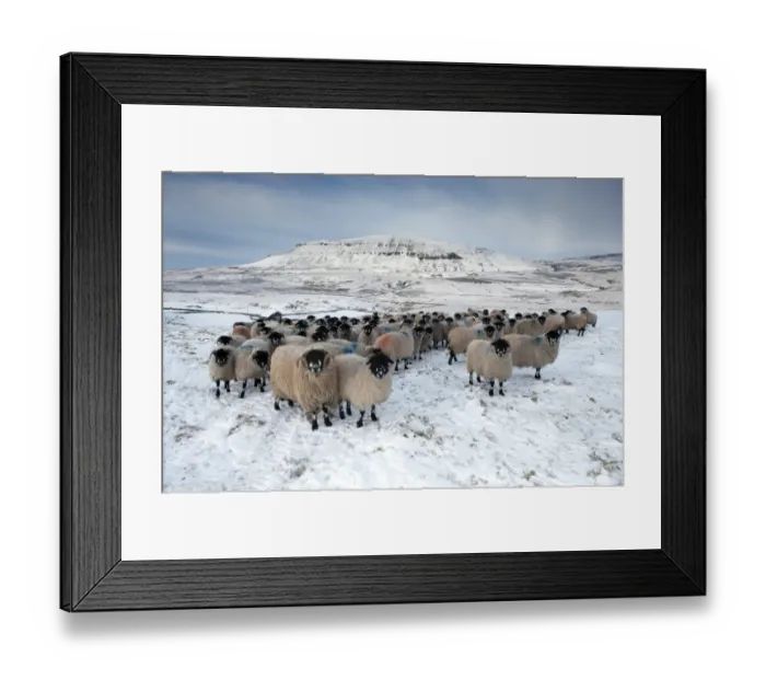 Framed Print : Domestic Sheep, Dalesbred flock, standing on snow covered moorland, near Pen-y-ghent, Yorkshire Dales N. P Framed Print : Domestic Sheep, Dalesbred flock, standing on snow covered moorland, near Pen-y-ghent, Yorkshire Dales N. P