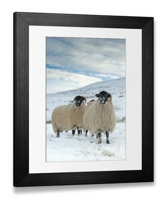 Framed Print : Domestic Sheep, Dalesbred flock, standing on snow covered moorland, near Pen-y-ghent, Yorkshire Dales N. P Framed Print : Domestic Sheep, Dalesbred flock, standing on snow covered moorland, near Pen-y-ghent, Yorkshire Dales N. P