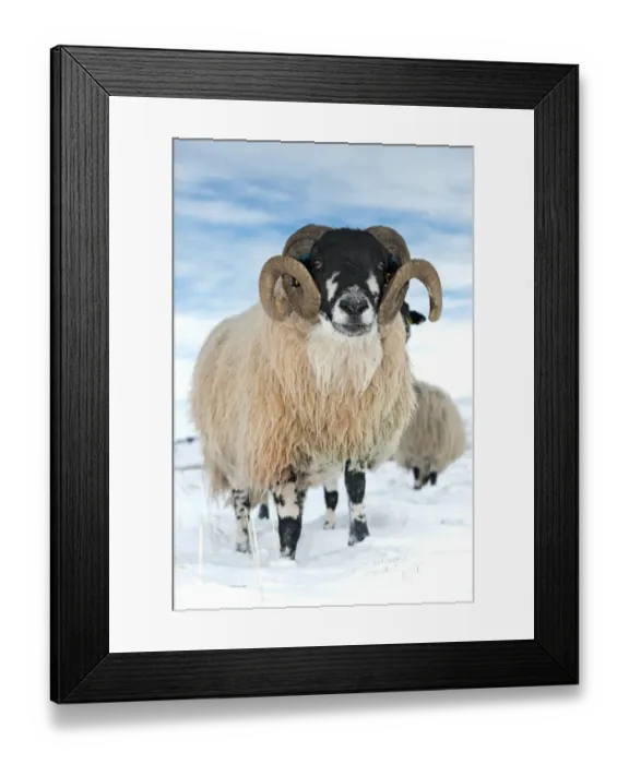 Framed Print : Domestic Sheep, Dalesbred ram, standing on snow covered moorland, near Pen-y-ghent, Yorkshire Dales N. P Framed Print : Domestic Sheep, Dalesbred ram, standing on snow covered moorland, near Pen-y-ghent, Yorkshire Dales N. P
