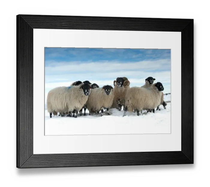 Framed Print : Domestic Sheep, Dalesbred flock, standing on snow covered moorland, near Pen-y-ghent, Yorkshire Dales N. P Framed Print : Domestic Sheep, Dalesbred flock, standing on snow covered moorland, near Pen-y-ghent, Yorkshire Dales N. P