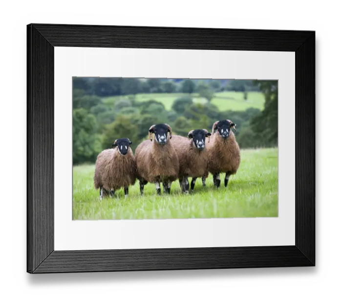 Framed Print : Domestic Sheep, Dalesbred flock, standing in pasture, North Yorkshire, England, August Framed Print : Domestic Sheep, Dalesbred flock, standing in pasture, North Yorkshire, England, August