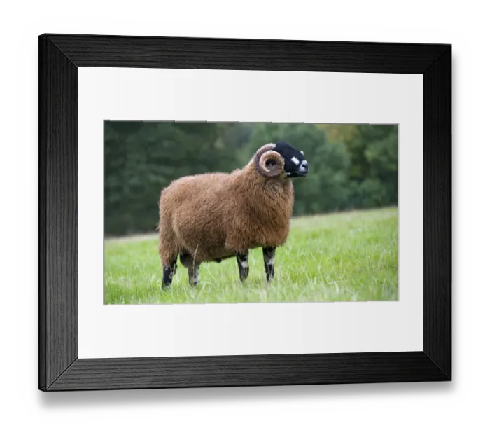 Framed Print : Domestic Sheep, Dalesbred ram, standing in pasture, North Yorkshire, England, August Framed Print : Domestic Sheep, Dalesbred ram, standing in pasture, North Yorkshire, England, August