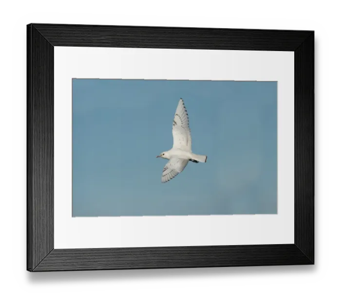Framed Print : Cattle Egret (Bubulcus ibis ibis) adult, breeding plumage, in flight, High Island, Bolivar Peninsula, Galveston County Framed Print : Cattle Egret (Bubulcus ibis ibis) adult, breeding plumage, in flight, High Island, Bolivar Peninsula, Galveston County