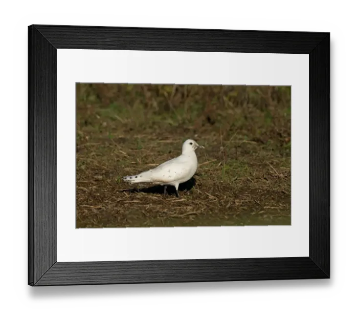 Framed Print : Ivory Gull (Pagophila eburnea) immature, first winter plumage, vagrant standing, Patrington Haven, East Yorkshire Framed Print : Ivory Gull (Pagophila eburnea) immature, first winter plumage, vagrant standing, Patrington Haven, East Yorkshire