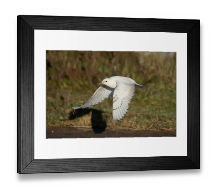Framed Print : Ivory Gull (Pagophila eburnea) immature, first winter plumage, vagrant in flight, Patrington Haven, East Yorkshire Framed Print : Ivory Gull (Pagophila eburnea) immature, first winter plumage, vagrant in flight, Patrington Haven, East Yorkshire