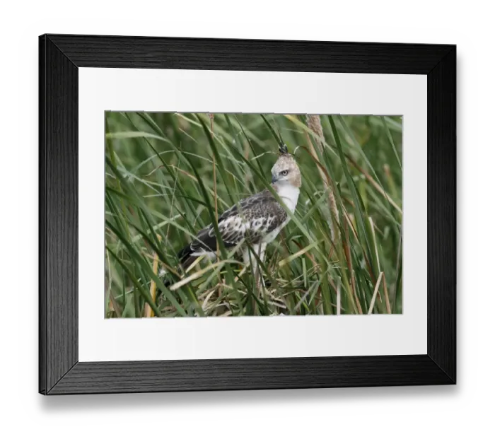 Framed Print : Changeable Hawk-eagle (Nisaetus cirrhatus ceylanensis) immature, perched amongst reedmace leaves, Bundala N. P Framed Print : Changeable Hawk-eagle (Nisaetus cirrhatus ceylanensis) immature, perched amongst reedmace leaves, Bundala N. P