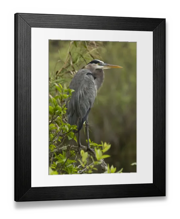Framed Print : Great Blue Heron (Ardea herodias) adult, standing on branch, Florida, U. S. A. February Framed Print : Great Blue Heron (Ardea herodias) adult, standing on branch, Florida, U. S. A. February