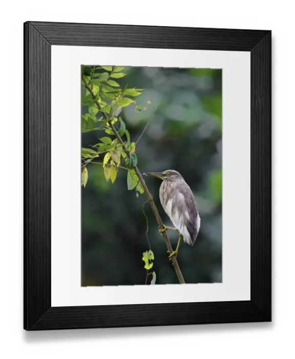 Framed Print : Indian Pond-heron (Ardeola grayii) adult, non-breeding plumage, clinging to branch in lowland rainforest Framed Print : Indian Pond-heron (Ardeola grayii) adult, non-breeding plumage, clinging to branch in lowland rainforest