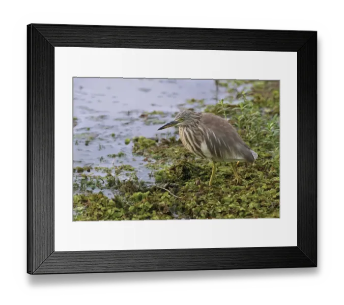 Framed Print : Indian Pond-heron (Ardeola grayii) adult, non-breeding plumage, walking on aquatic vegetation at edge of water Framed Print : Indian Pond-heron (Ardeola grayii) adult, non-breeding plumage, walking on aquatic vegetation at edge of water