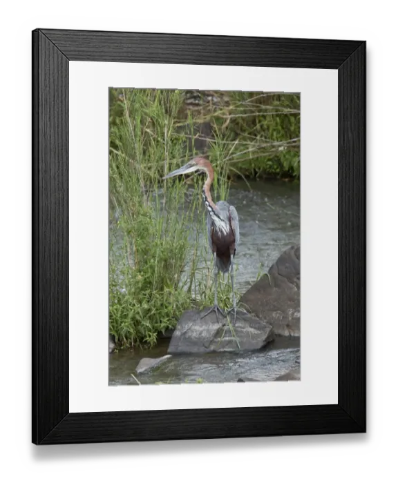 Framed Print : Goliath Heron (Ardea goliath) adult, standing on rock in river, Kruger N. P Framed Print : Goliath Heron (Ardea goliath) adult, standing on rock in river, Kruger N. P