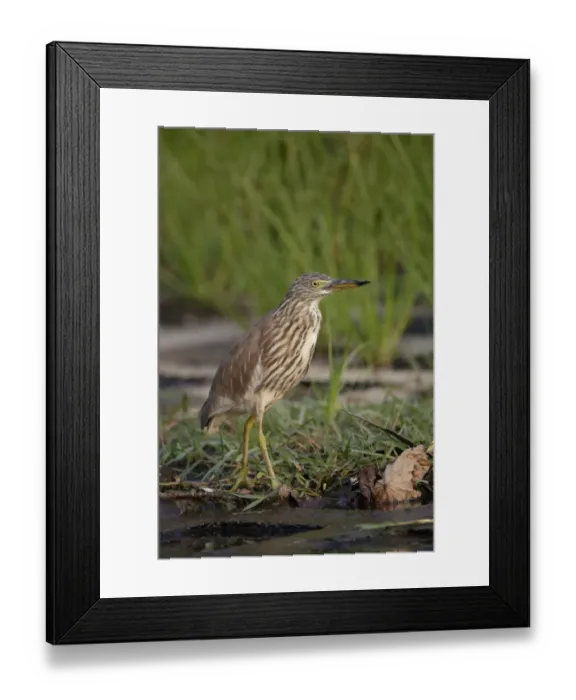 Framed Print : Chinese Pond-heron (Ardeola bacchus) adult, non-breeding plumage, standing at edge of water, Hong Kong, China, October Framed Print : Chinese Pond-heron (Ardeola bacchus) adult, non-breeding plumage, standing at edge of water, Hong Kong, China, October