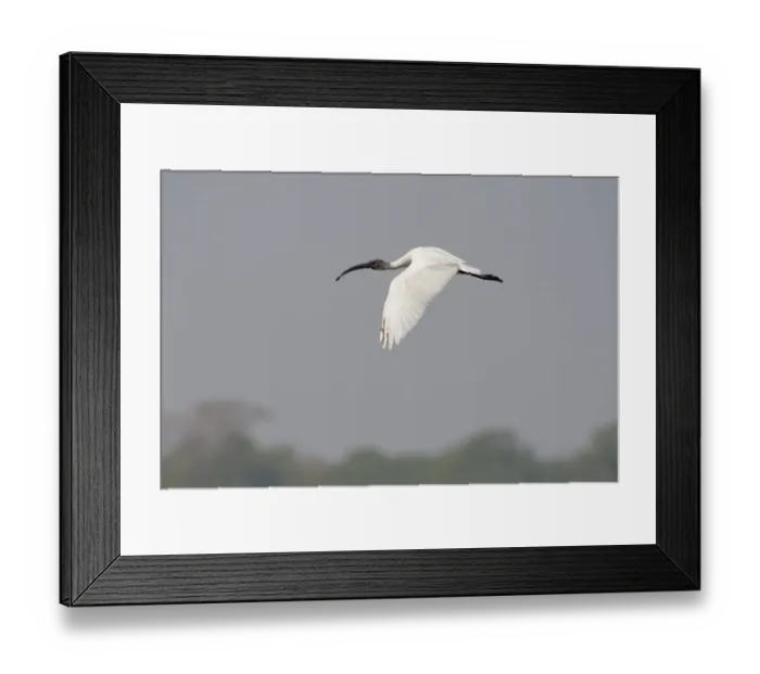 Framed Print : Black-headed Ibis (Threskiornis melanocephalus) juvenile, in flight, Sundarbans, Ganges Delta, West Bengal, India Framed Print : Black-headed Ibis (Threskiornis melanocephalus) juvenile, in flight, Sundarbans, Ganges Delta, West Bengal, India