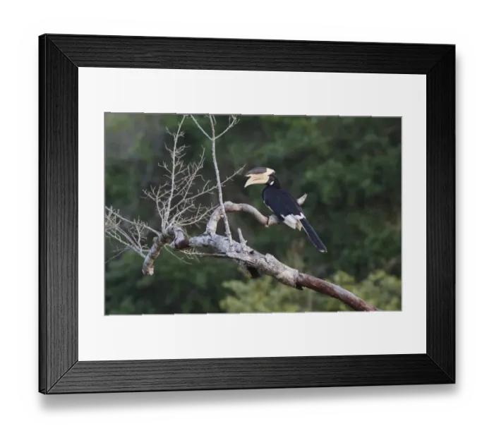 Framed Print : Malabar Pied Hornbill (Anthracoceros coronatus) adult male, perched on branch, Udawalawe N. P. Sri Lanka, February Framed Print : Malabar Pied Hornbill (Anthracoceros coronatus) adult male, perched on branch, Udawalawe N. P. Sri Lanka, February