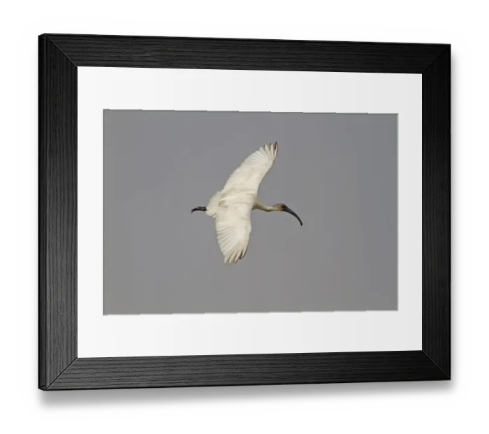 Framed Print : Great Black-backed Gull (Larus marinus) adult, summer plumage, in flight over sea, Fowlsheugh RSPB Reserve Framed Print : Great Black-backed Gull (Larus marinus) adult, summer plumage, in flight over sea, Fowlsheugh RSPB Reserve