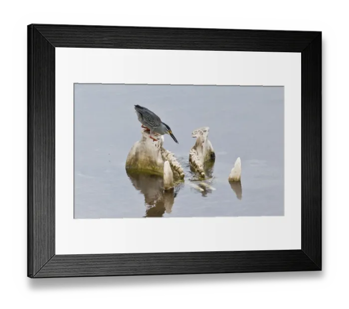 Framed Print : Striated Heron (Butorides striatus) adult, feeding from Hippopotamus (Hippopotamus amphibius) skull in water Framed Print : Striated Heron (Butorides striatus) adult, feeding from Hippopotamus (Hippopotamus amphibius) skull in water
