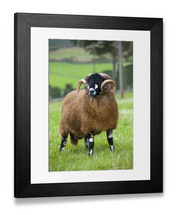 Framed Print : Domestic Sheep, Dalesbred ram, standing in pasture, North Yorkshire, England, August Framed Print : Domestic Sheep, Dalesbred ram, standing in pasture, North Yorkshire, England, August