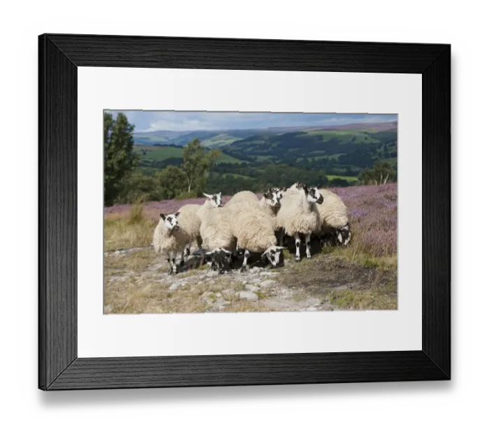 Framed Print : Domestic Sheep, mule gimmer lambs, out of Dalesbred ewes, grazing on heather moorland, above Pateley Bridge Framed Print : Domestic Sheep, mule gimmer lambs, out of Dalesbred ewes, grazing on heather moorland, above Pateley Bridge