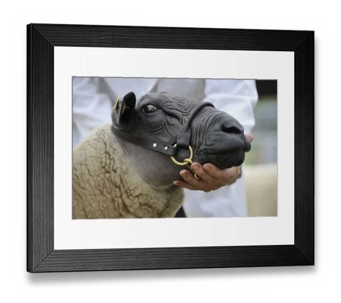 Framed Print : Domestic Sheep, Bleu du Maine, adult, close-up of head, wearing halter at show, Royal Welsh Show, Powys, Wales, July Framed Print : Domestic Sheep, Bleu du Maine, adult, close-up of head, wearing halter at show, Royal Welsh Show, Powys, Wales, July