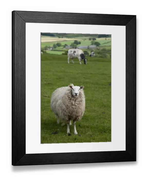 Framed Print : Domestic Sheep, ewe, and Domestic Cattle, beef cow, grazing together in upland pasture, Lancashire, England, June Framed Print : Domestic Sheep, ewe, and Domestic Cattle, beef cow, grazing together in upland pasture, Lancashire, England, June