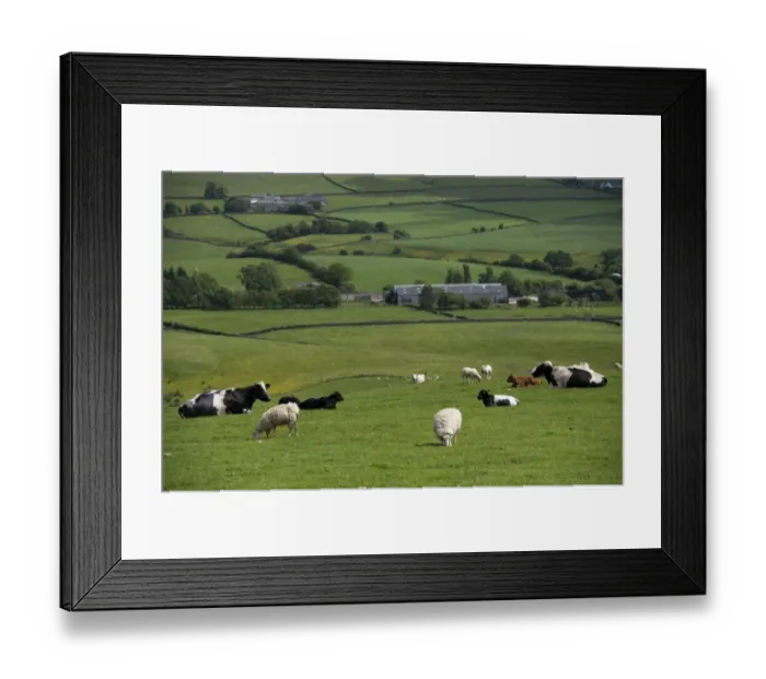 Framed Print : Domestic Sheep, flock, and Domestic Cattle, beef herd, grazing together in upland pasture, Lancashire, England, June Framed Print : Domestic Sheep, flock, and Domestic Cattle, beef herd, grazing together in upland pasture, Lancashire, England, June