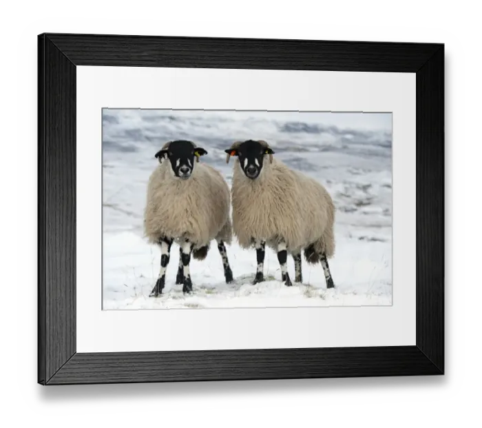 Framed Print : Domestic Sheep, Dalesbred, two ewes, standing on snow covered moorland, near Pen-y-ghent, Yorkshire Dales N. P Framed Print : Domestic Sheep, Dalesbred, two ewes, standing on snow covered moorland, near Pen-y-ghent, Yorkshire Dales N. P
