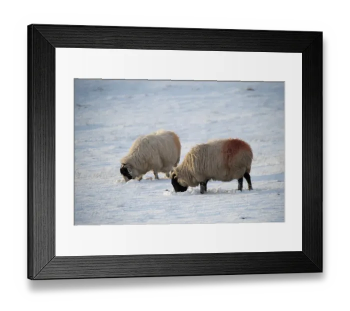 Framed Print : Domestic Sheep, Kendal Rough Fell, two ewes, grazing in snow covered pasture, Cumbria, England, January Framed Print : Domestic Sheep, Kendal Rough Fell, two ewes, grazing in snow covered pasture, Cumbria, England, January