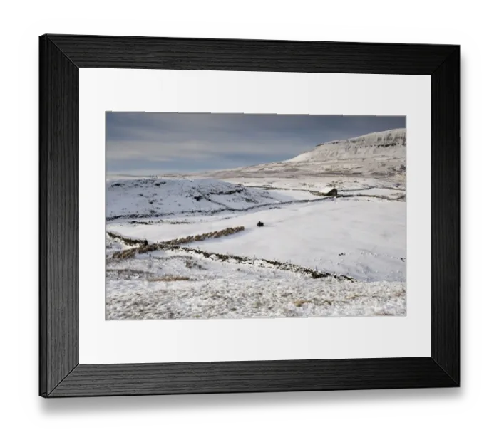 Framed Print : Domestic Sheep, Dalesbred, flock, with shepherd on quadbike leading off snow covered moorland onto lower pasture Framed Print : Domestic Sheep, Dalesbred, flock, with shepherd on quadbike leading off snow covered moorland onto lower pasture