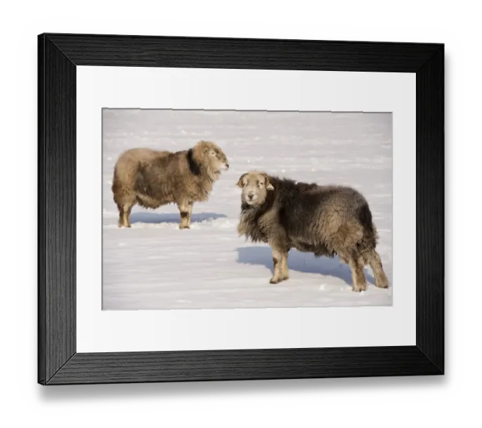 Framed Print : Domestic Sheep, Herdwick rams, standing in snow covered pasture, Cumbria, England, January Framed Print : Domestic Sheep, Herdwick rams, standing in snow covered pasture, Cumbria, England, January