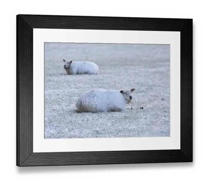 Framed Print : Domestic Sheep, two adults, covered in snow, resting on pasture, near Thornhill, Dumfries and Galloway, Scotland Framed Print : Domestic Sheep, two adults, covered in snow, resting on pasture, near Thornhill, Dumfries and Galloway, Scotland