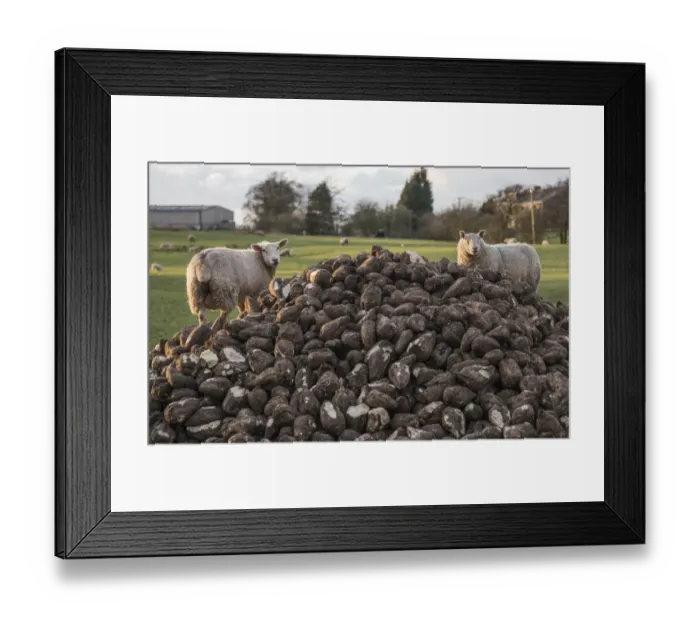 Framed Print : Domestic Sheep, two ewes, feeding on heap of roots, Longridge, Lancashire, England, February Framed Print : Domestic Sheep, two ewes, feeding on heap of roots, Longridge, Lancashire, England, February