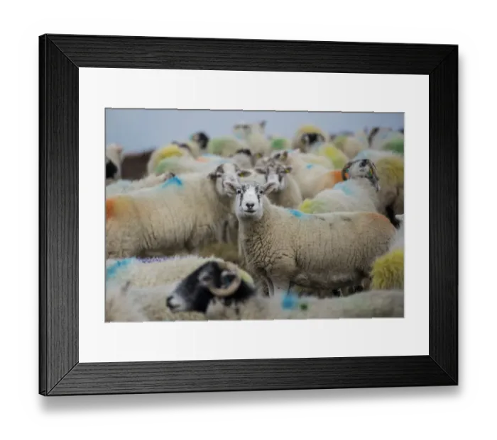 Framed Print : Domestic Sheep, Texdale (Texel x Swaledale) ewe, standing amongst spray marked flock, near Keighley, West Yorkshire Framed Print : Domestic Sheep, Texdale (Texel x Swaledale) ewe, standing amongst spray marked flock, near Keighley, West Yorkshire
