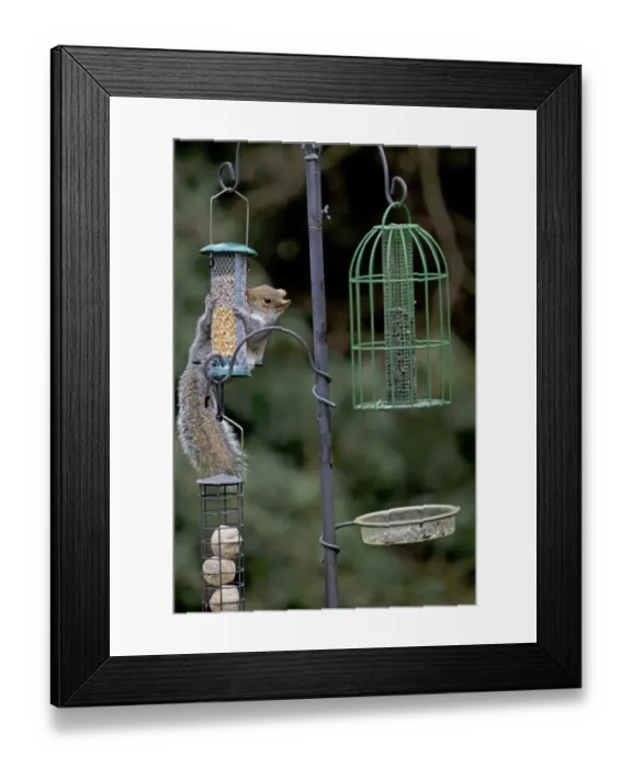 Framed Print : Eastern Grey Squirrel (Sciurus carolinensis) introduced species, adult, feeding at hanging birdfeeder, Norfolk Framed Print : Eastern Grey Squirrel (Sciurus carolinensis) introduced species, adult, feeding at hanging birdfeeder, Norfolk
