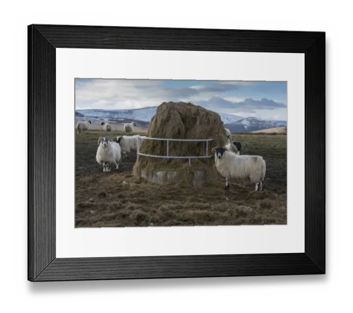 Framed Print : Domestic Sheep, Scottish Blackface, flock, feeding on big bale silage from ring feeder, near Cow Ark, Whitewell Framed Print : Domestic Sheep, Scottish Blackface, flock, feeding on big bale silage from ring feeder, near Cow Ark, Whitewell