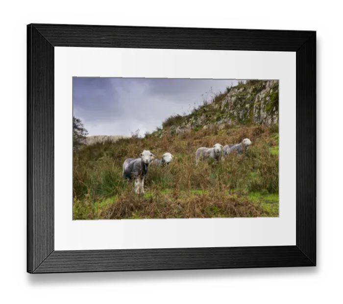 Framed Print : Domestic Sheep, Herdwick ewes, standing amongst bracken on fellside, Cumbria, England, October Framed Print : Domestic Sheep, Herdwick ewes, standing amongst bracken on fellside, Cumbria, England, October