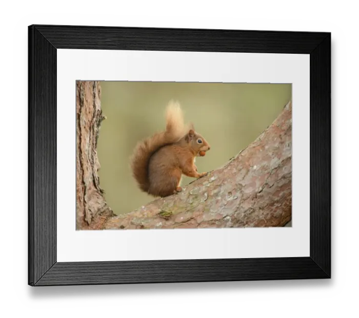 Framed Print : Eurasian Red Squirrel (Sciurus vulgaris) adult, with hazelnut in mouth, sitting on branch in pine forest, Black Isle Framed Print : Eurasian Red Squirrel (Sciurus vulgaris) adult, with hazelnut in mouth, sitting on branch in pine forest, Black Isle