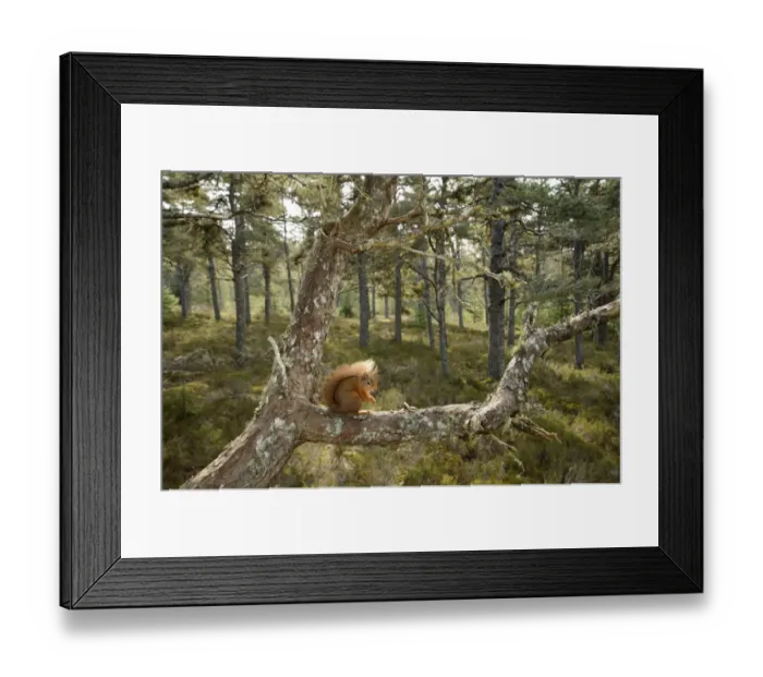 Framed Print : Eurasian Red Squirrel (Sciurus vulgaris) adult, sitting on branch in pine forest habitat, Black Isle Framed Print : Eurasian Red Squirrel (Sciurus vulgaris) adult, sitting on branch in pine forest habitat, Black Isle