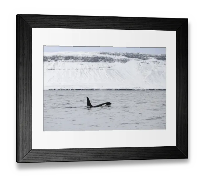 Framed Print : North Atlantic Killer Whale (Orcinus orca) adult, swimming at surface, Grundarfjordur, Snaefellsnes, Vesturland Framed Print : North Atlantic Killer Whale (Orcinus orca) adult, swimming at surface, Grundarfjordur, Snaefellsnes, Vesturland