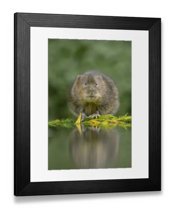 Framed Print : Water Vole (Arvicola amphibius) adult, standing at edge of water, Kent, England, November