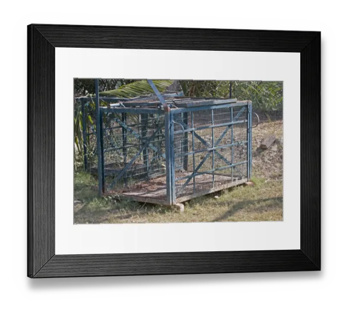 Framed Print : Indian Tiger (Panthera tigris tigris) cage, for relocating man-eating tigers, Sundarbans, Ganges Delta, West Bengal Framed Print : Indian Tiger (Panthera tigris tigris) cage, for relocating man-eating tigers, Sundarbans, Ganges Delta, West Bengal