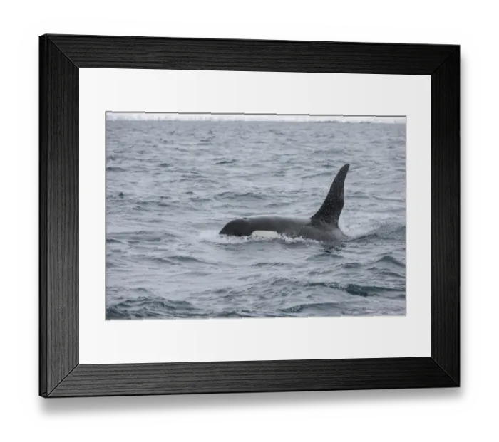 Framed Print : North Atlantic Killer Whale (Orcinus orca) adult male, swimming at surface, Grundarfjordur, Snaefellsnes, Vesturland Framed Print : North Atlantic Killer Whale (Orcinus orca) adult male, swimming at surface, Grundarfjordur, Snaefellsnes, Vesturland